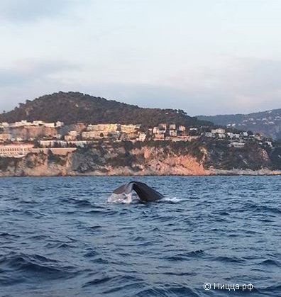В Ницце появился кит.
