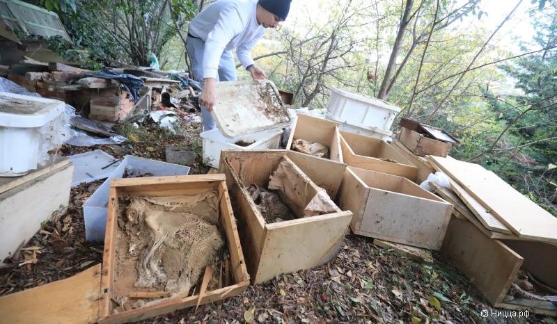 Десятки кошачьих трупов обнаружено в доме на севере Ниццы