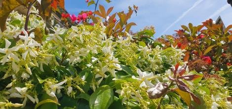 Весна в Ницце, цветение жасмина