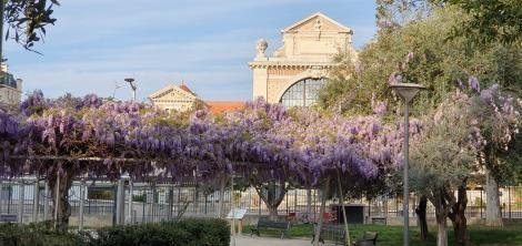 Головокружительное цветение глицинии в Ницце