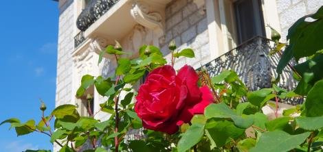 Цветение розы в Ницце