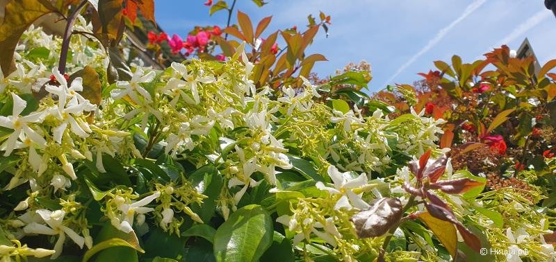 Весна в Ницце, цветение жасмина