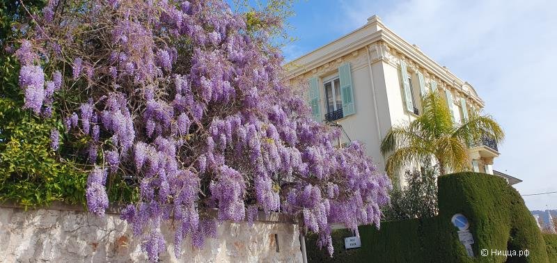 Головокружительное цветение глицинии в Ницце