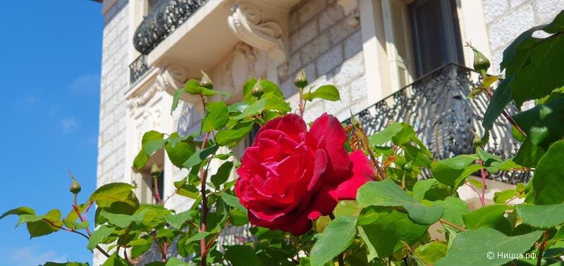 Цветение розы в Ницце
