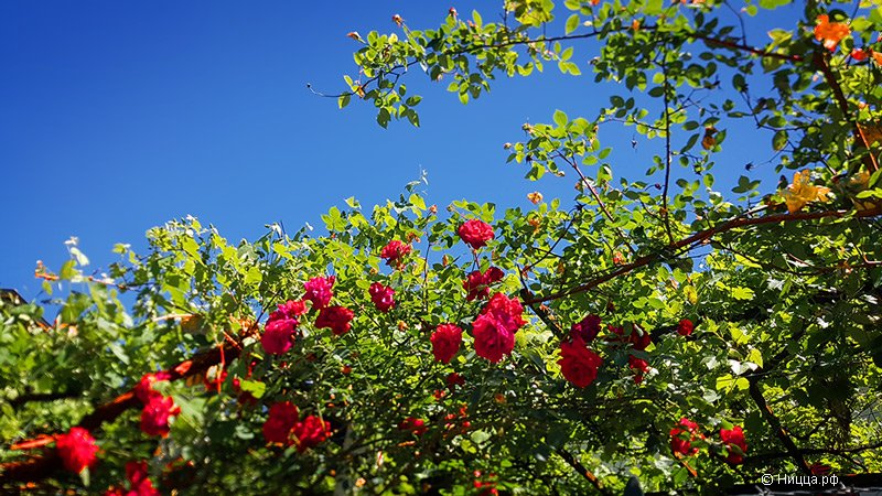 Цветенье майских роз в Ницце