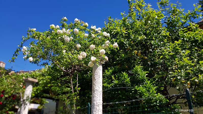 Цветенье майских роз в Ницце