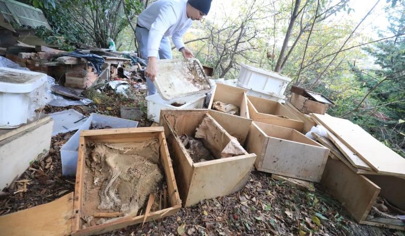 Десятки кошачьих трупов обнаружено в доме на севере Ниццы.